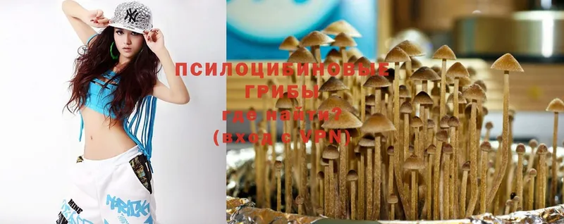 где купить наркоту  Подпорожье  Галлюциногенные грибы Psilocybe 